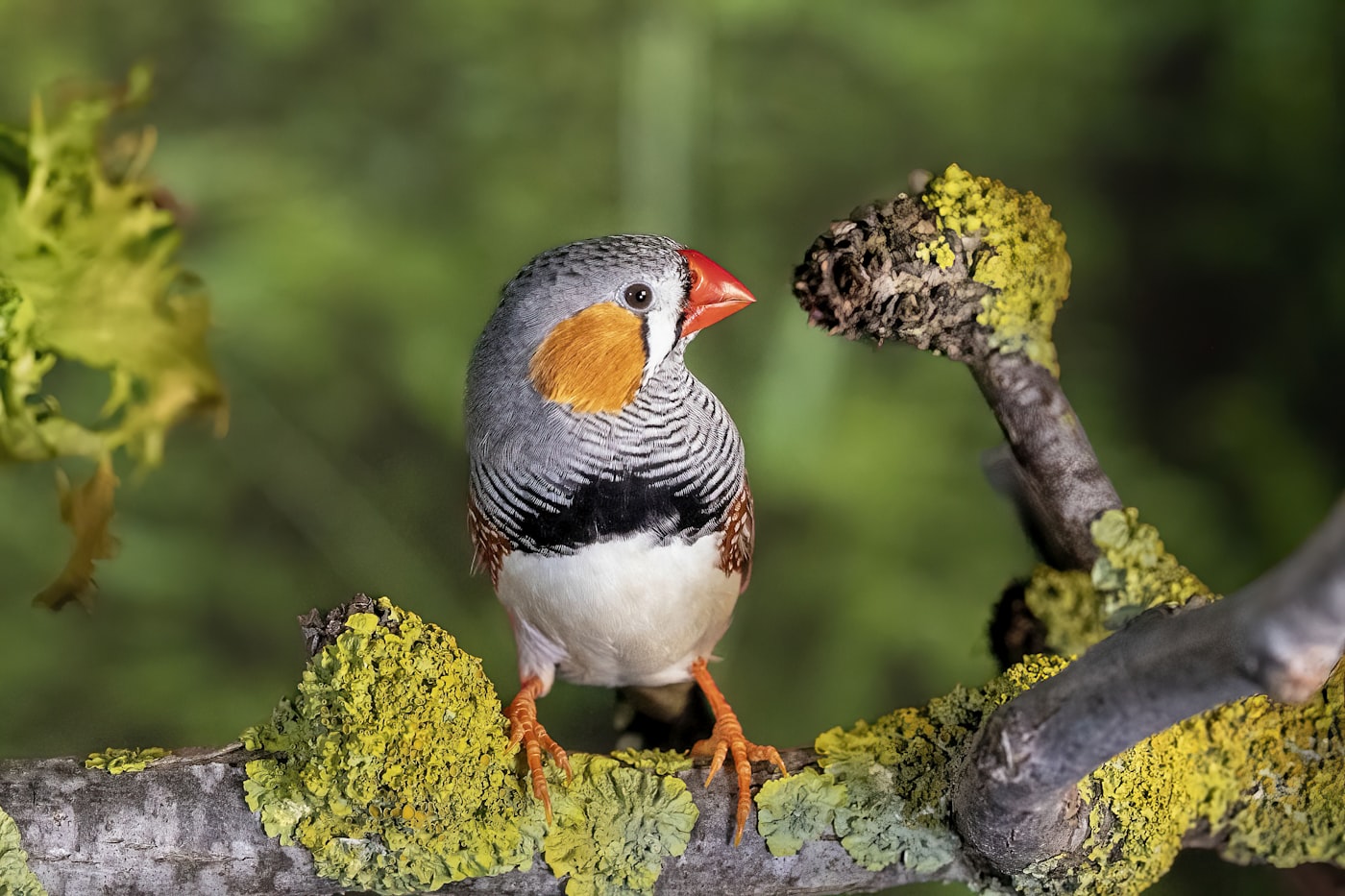 Diamante mandarín moñudo con el copete de plumas en la coronilla