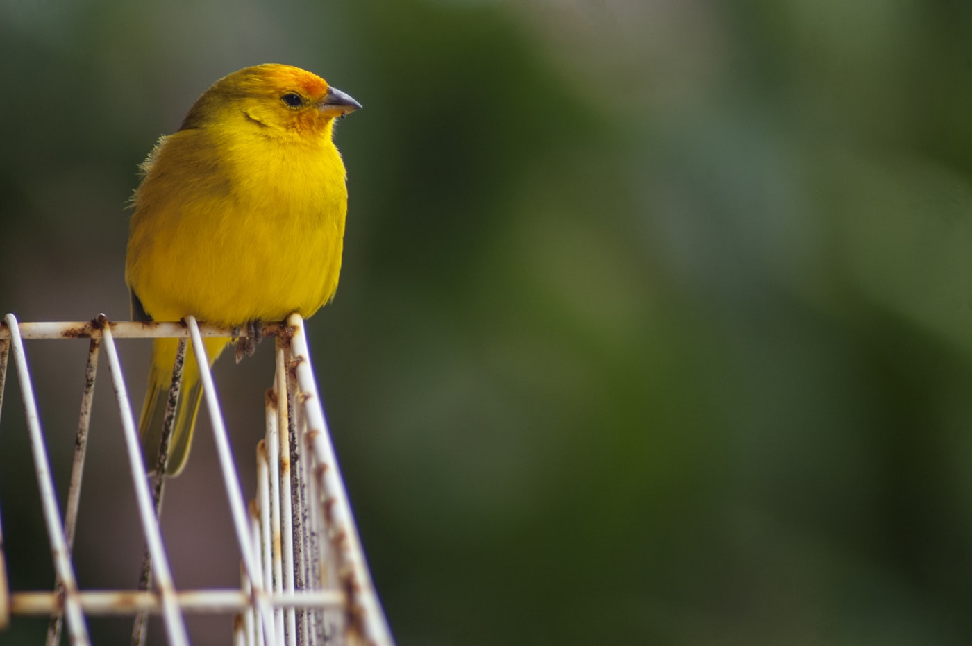 Mi diamante mandarín se arranca o pierde las plumas: causas y solución (picaje)